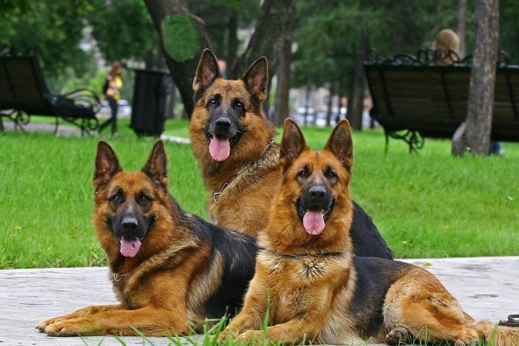 Породы собак немецкая овчарка