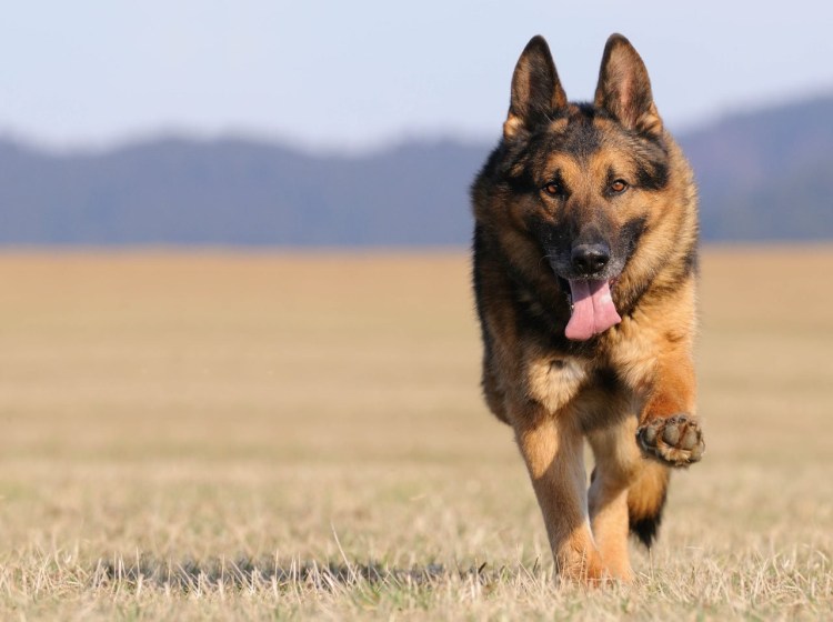 Породы собак немецкая овчарка