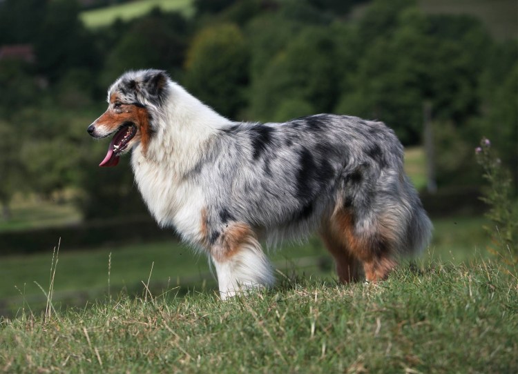 Немецко австралийская овчарка