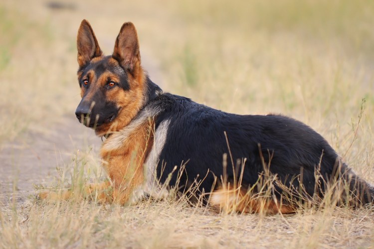 Румынская овчарка