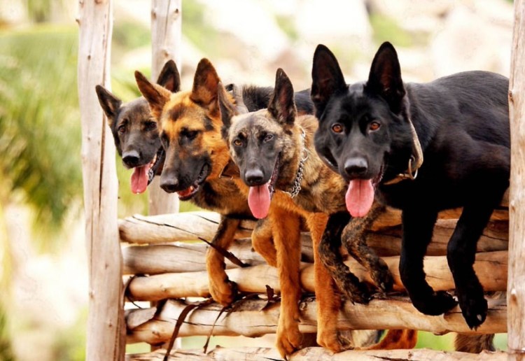 Стая овчарок