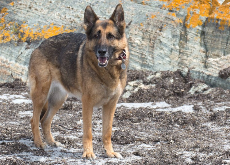 Породы немецких овчарок окрас