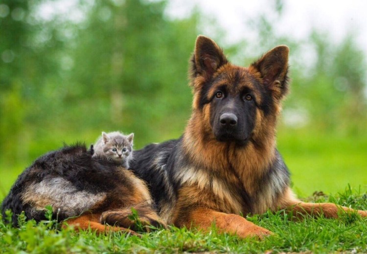 Малинуа собака