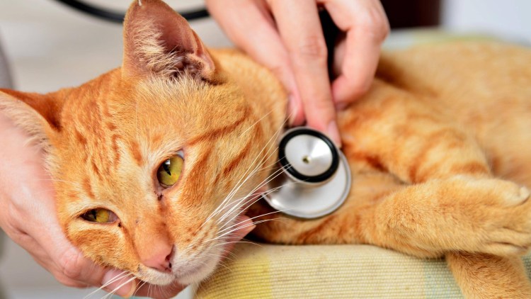 Кошка заболела