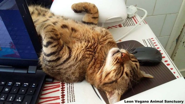 Кот в халате врача