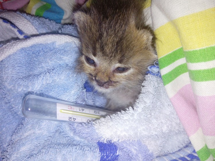 Котенок с градусником