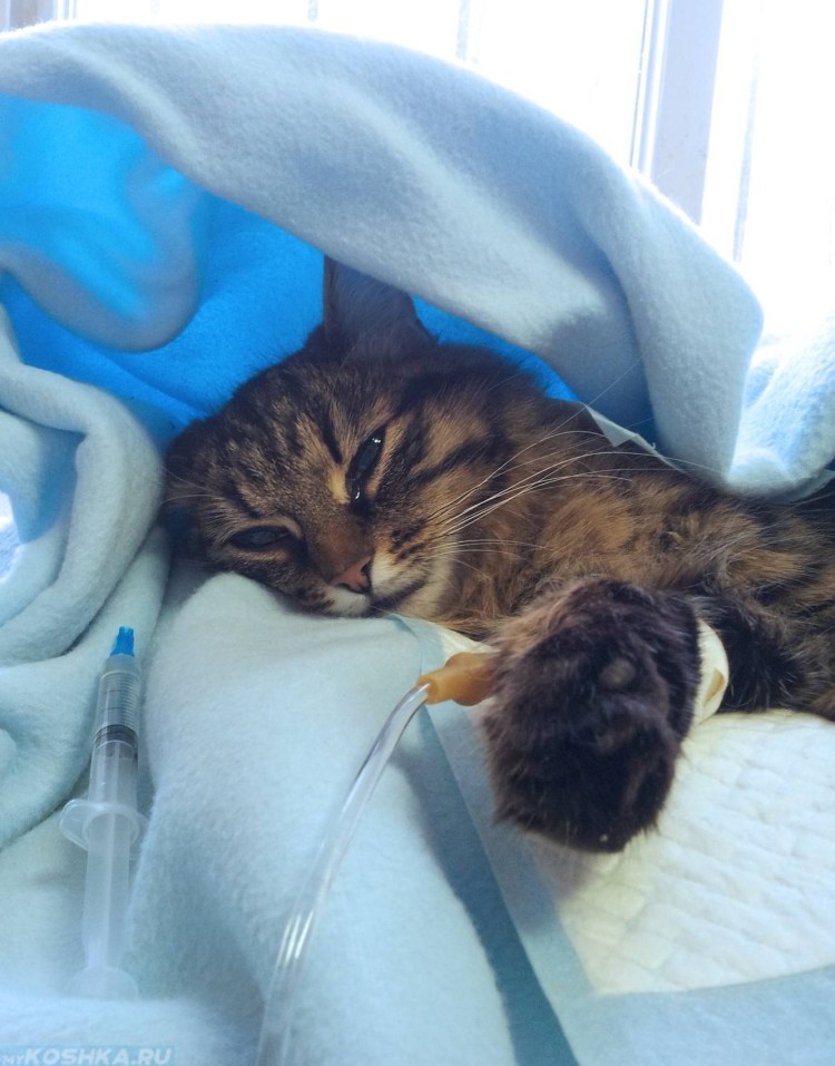 Больной котик