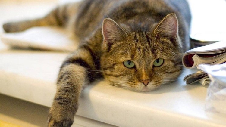 Кошка болеет для авы