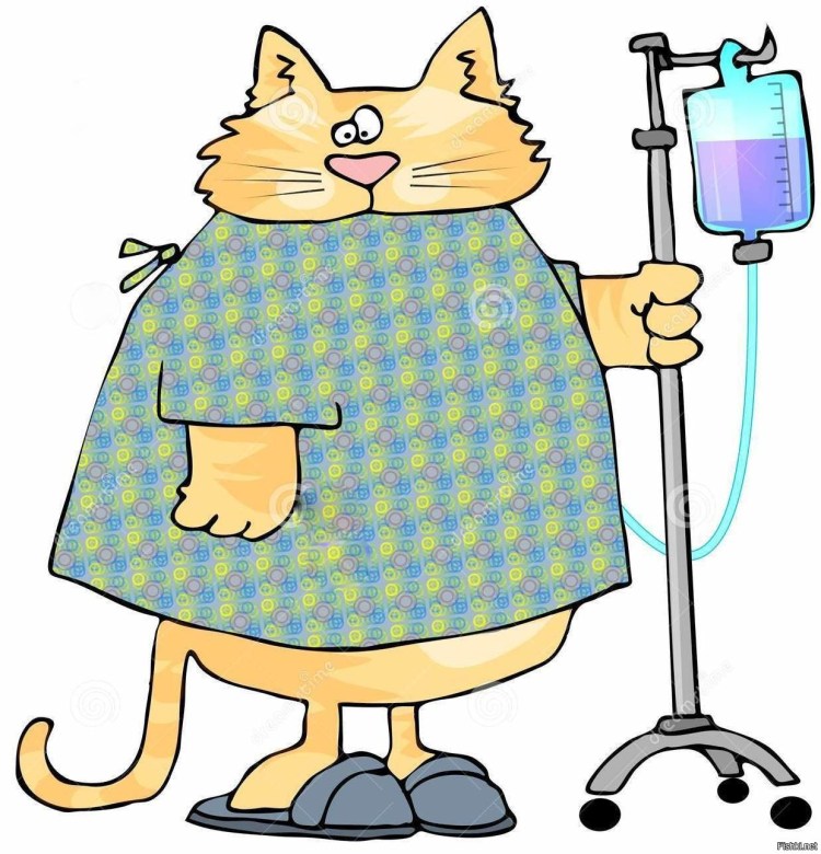 Кот тянет лапу