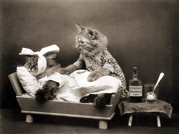 Кошка приболела