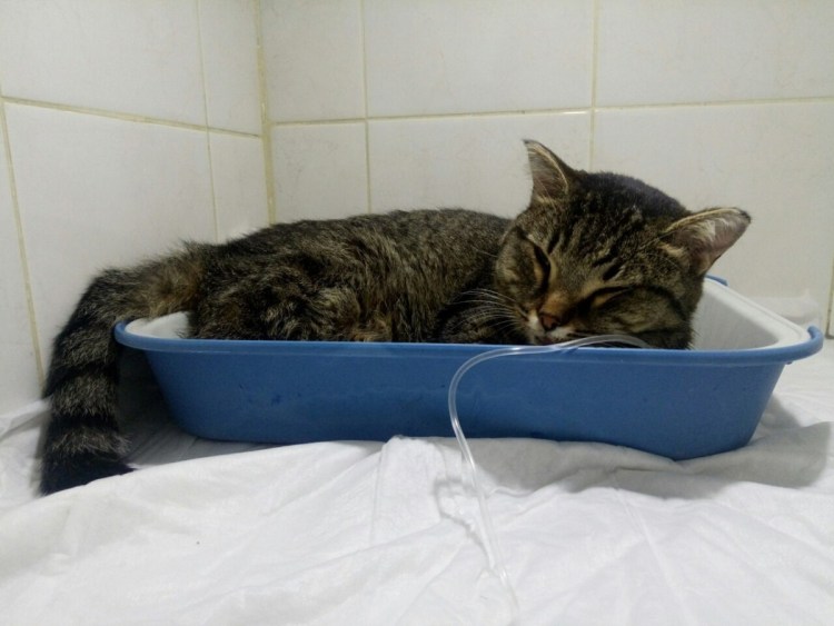 Кошка простыла