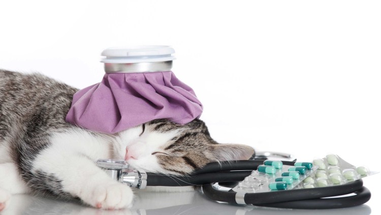 Кошка заболела