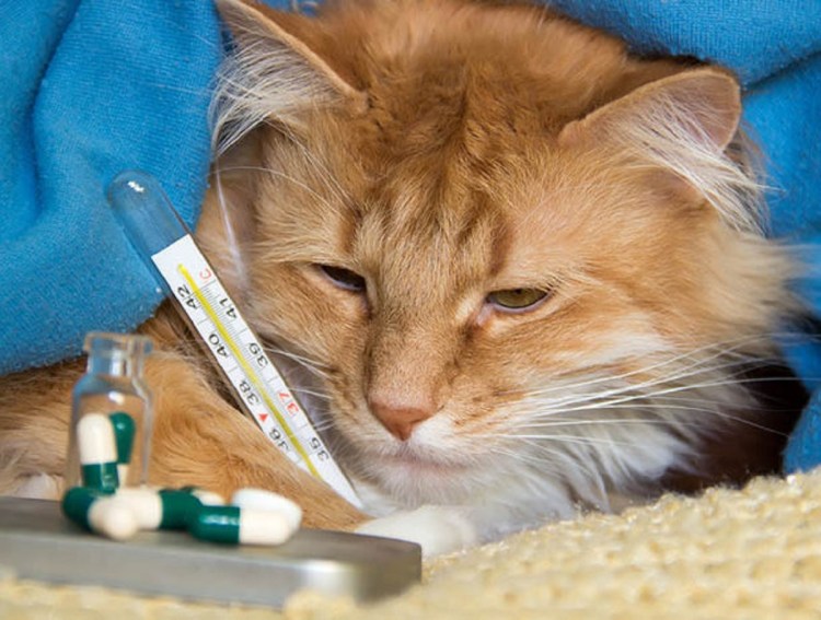 Лейкоз кошек панлейкопения