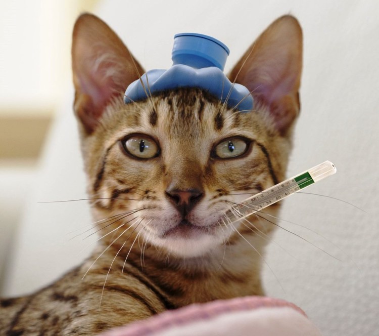 Кошка болеет