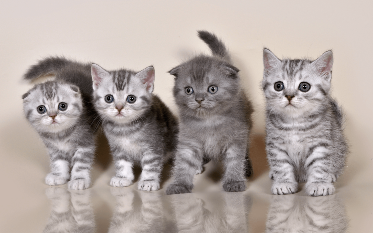 Шотландские котята скоттиш страйт