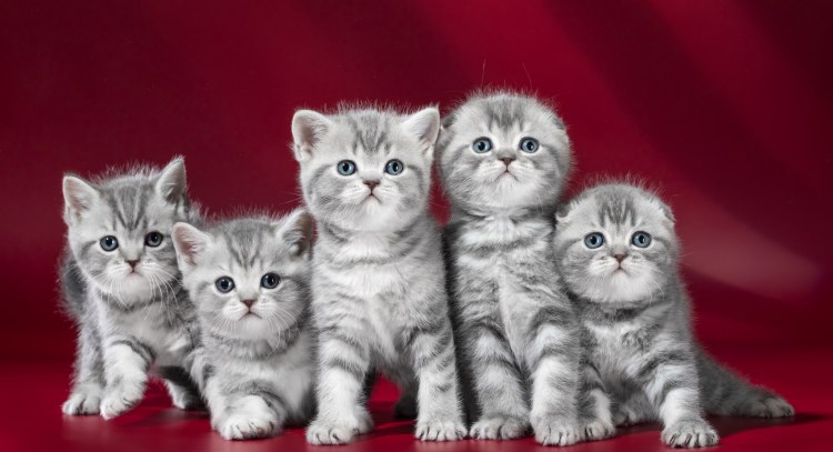 Котята скоттиш страйт вислоухие