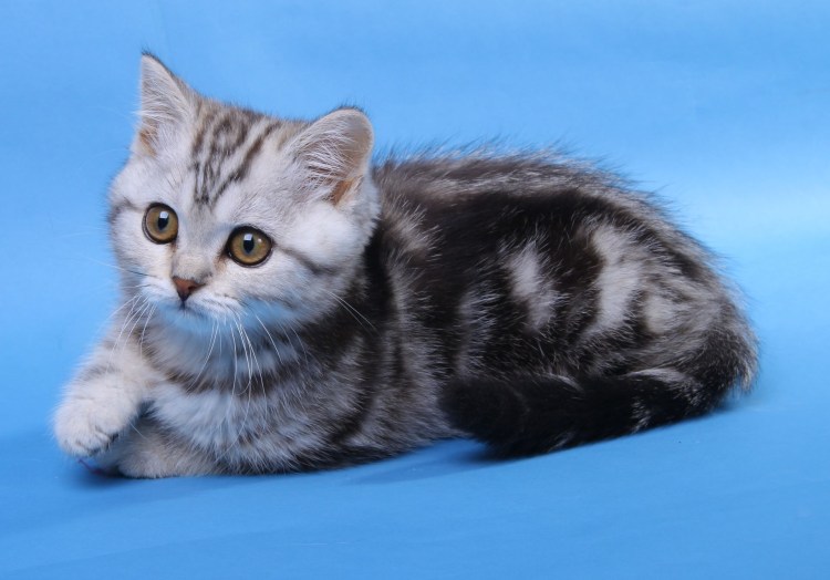 Скоттиш мраморный