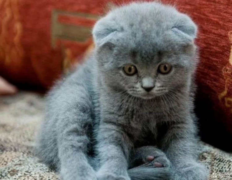 Шотландские вислоухие котята