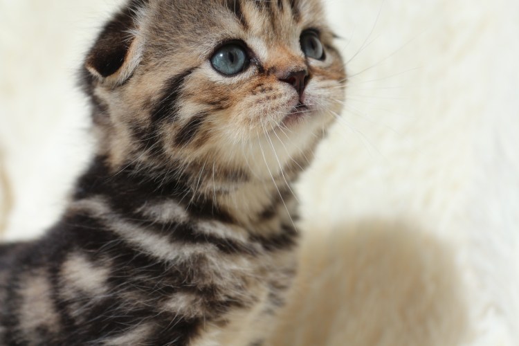 Котенок с согнутыми ушками