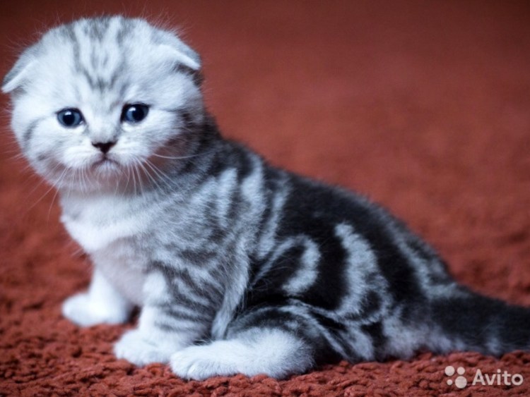 Скотишфолд страйт