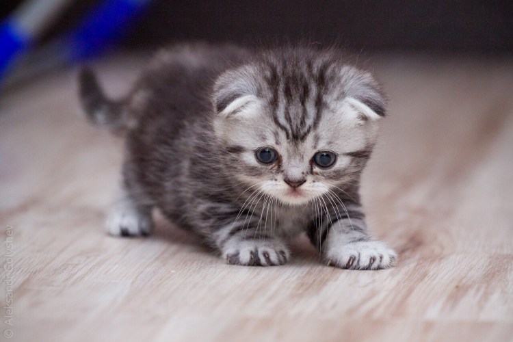 Милые котята Шотландские вислоухие