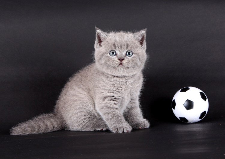 Котята британцы и шотландцы