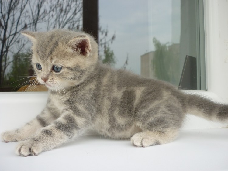 Шотландский страйт мраморный котенок