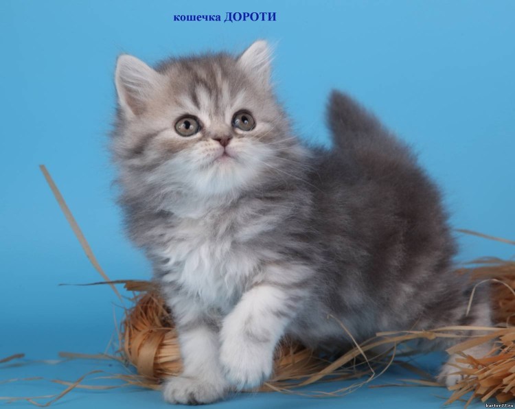 Шотландская кошка хайленд страйт