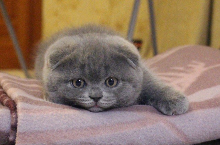 Шотландские вислоухие котята