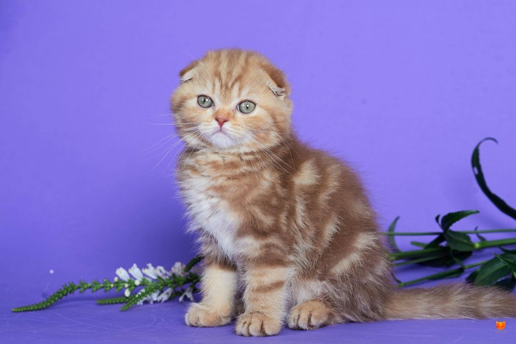 Шотландская циннамон мраморная