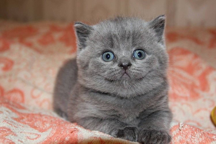 Шотландские котята вислоухие и прямоухие