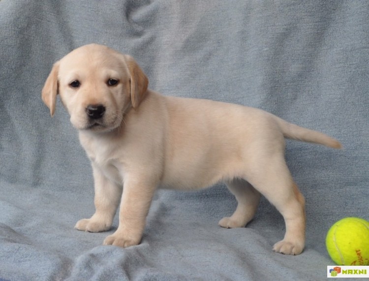 Щенки лабрадора щенки лабрадора
