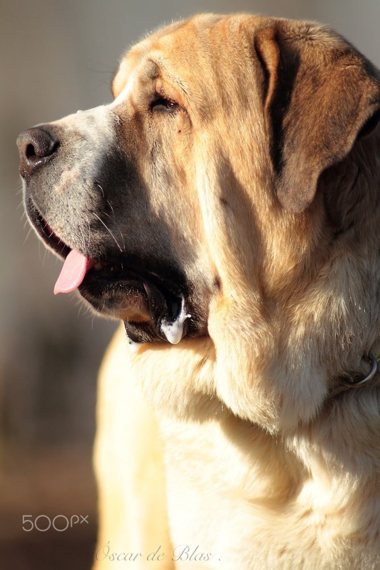 Кане Корсо испанский мастиф