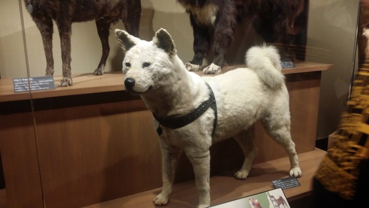 Чучело Хатико в национальном музее науки Уэно