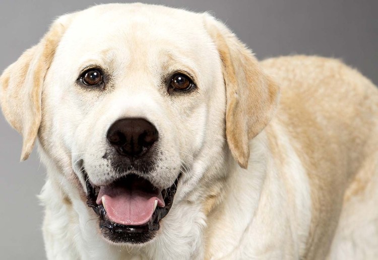 Лабрадор ретривер №122