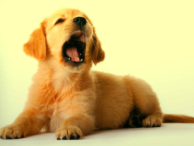 Золотистый ретривер и ротвейлер