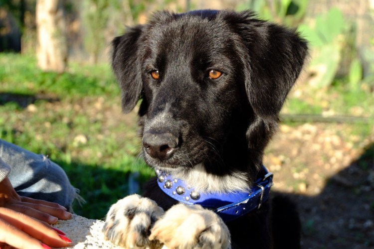 Ретривер терьер