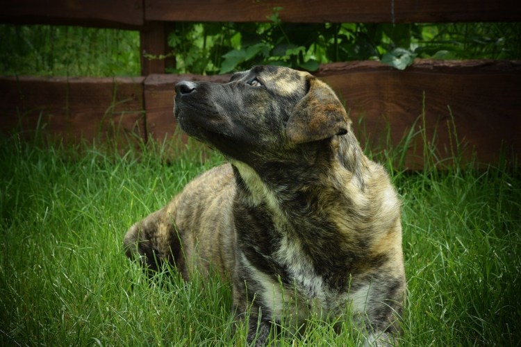 Болотная собака