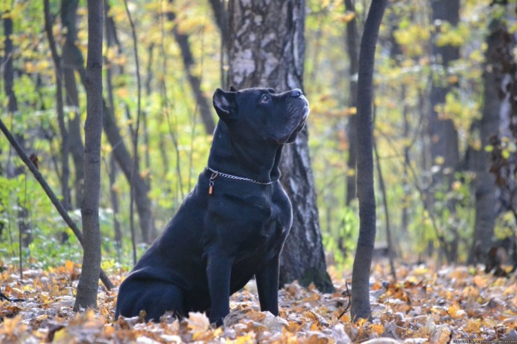 Кане Корсо Эстетика