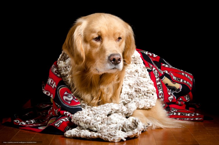 Собака в куртке фото