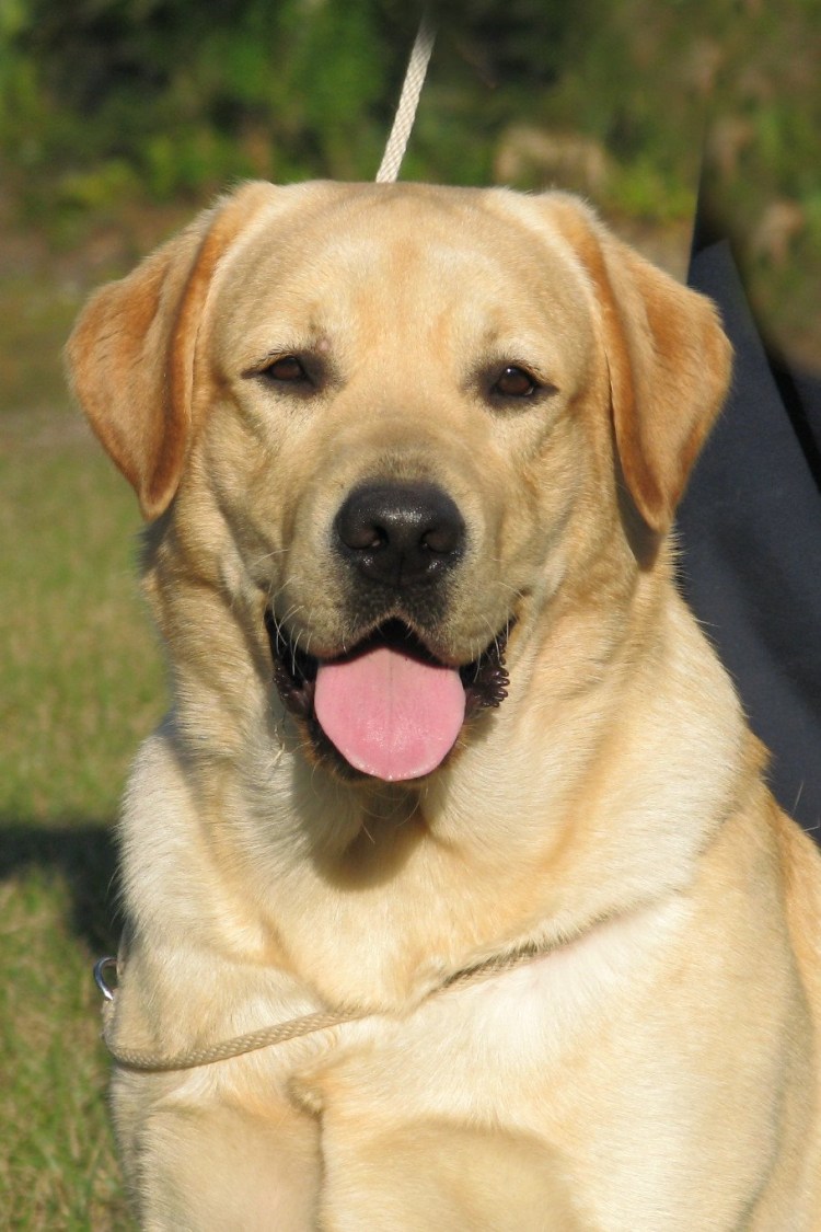 Лабрадор ретривер короткошерстный