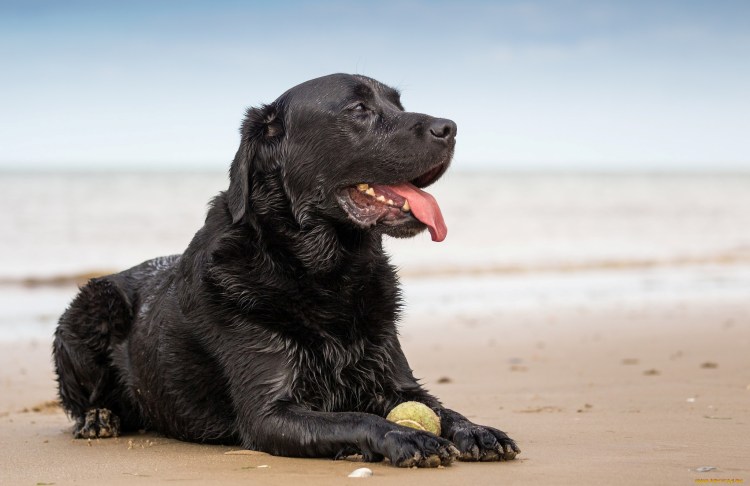 Собака 2048 фото