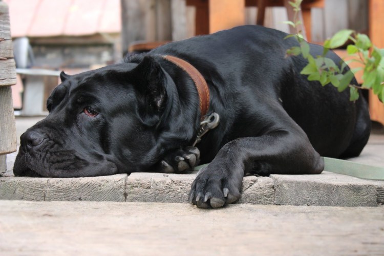 Кане Корсо итальяно