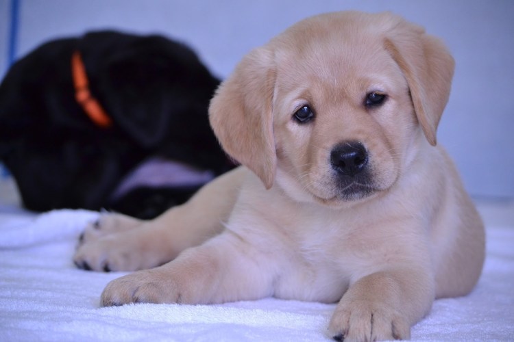 Лабрадор персиковый