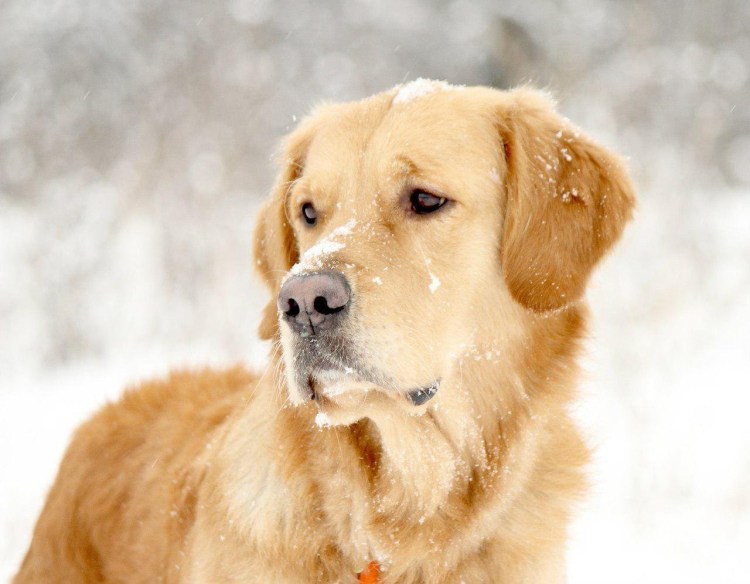 Лабрадор ретривер золотистый