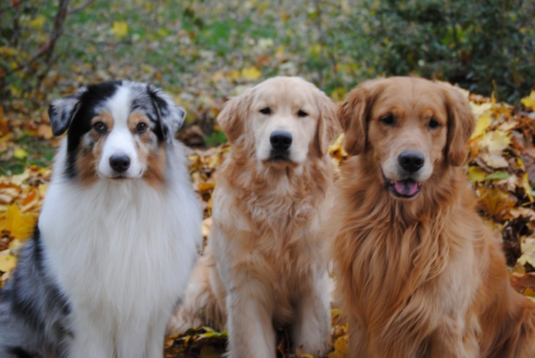 Аусси и ретривер