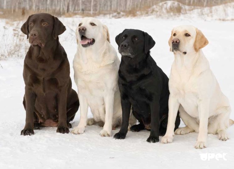 Порода собак лабрадор