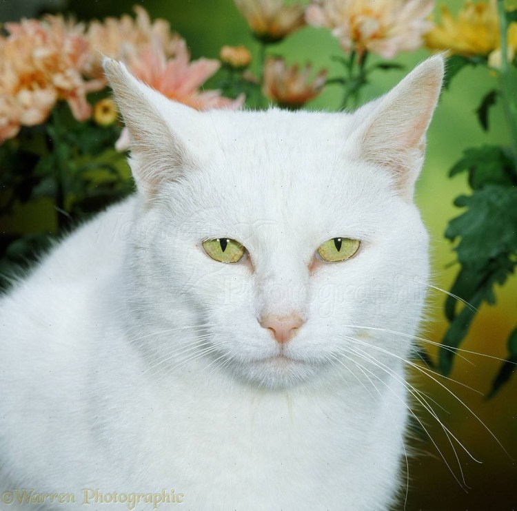 Као мани котята