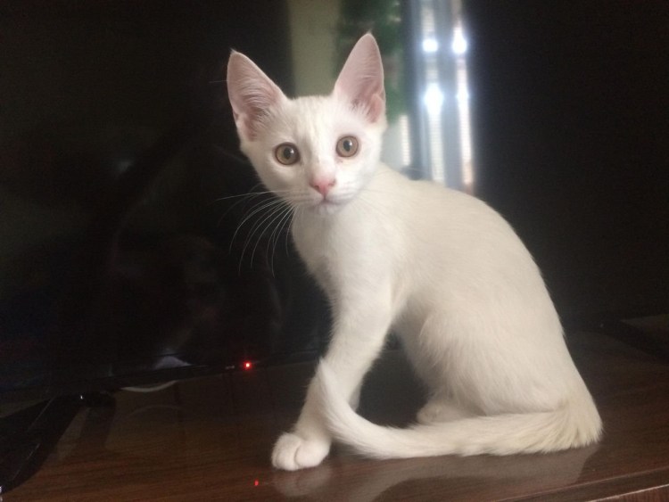 Турецкая ангорская кошка короткошерстная