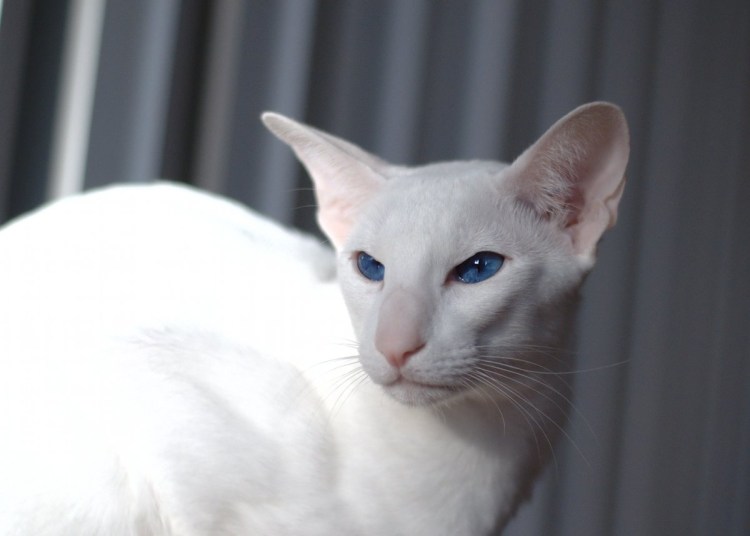 Белый кот порода као мани